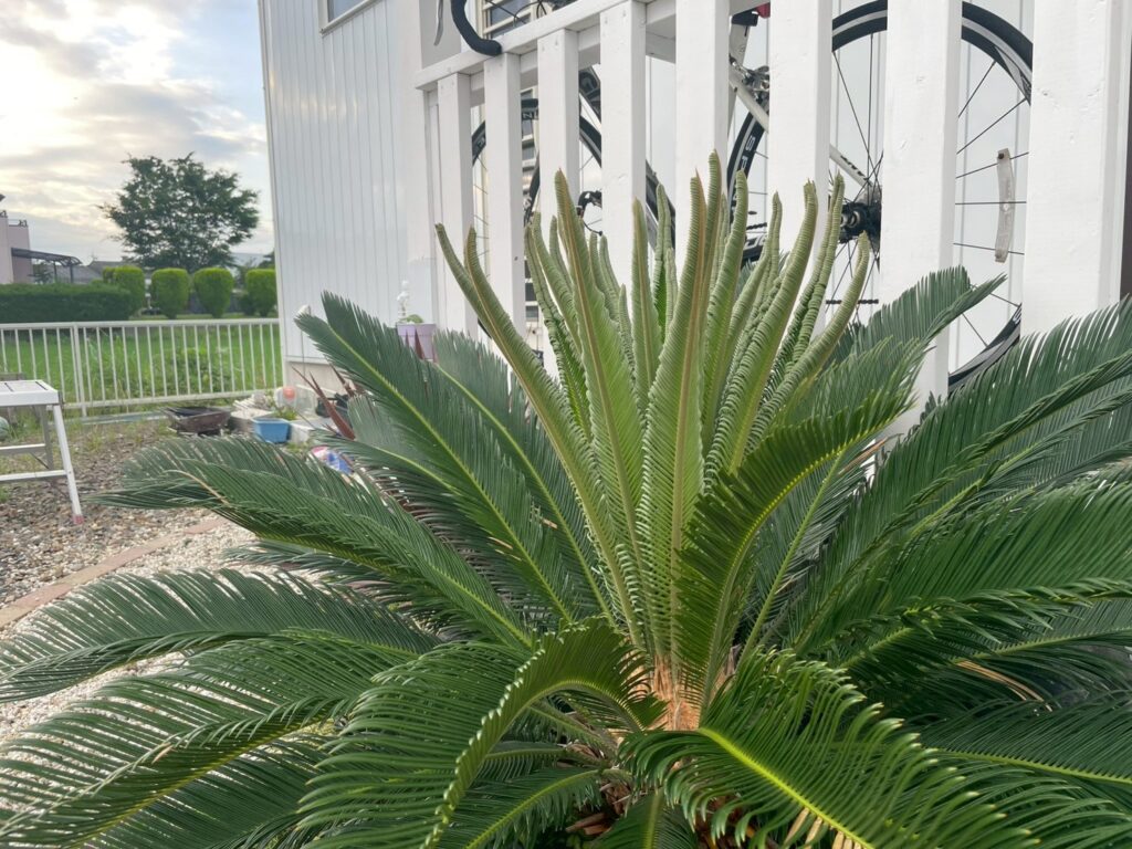 🌿ソテツに新しい葉が出てきました🌿