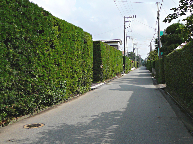 マキの木の剪定