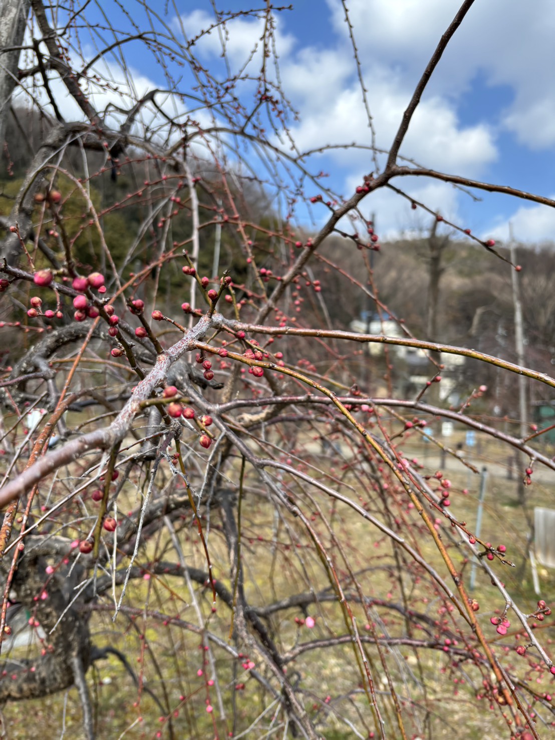 きっかけをくれた木