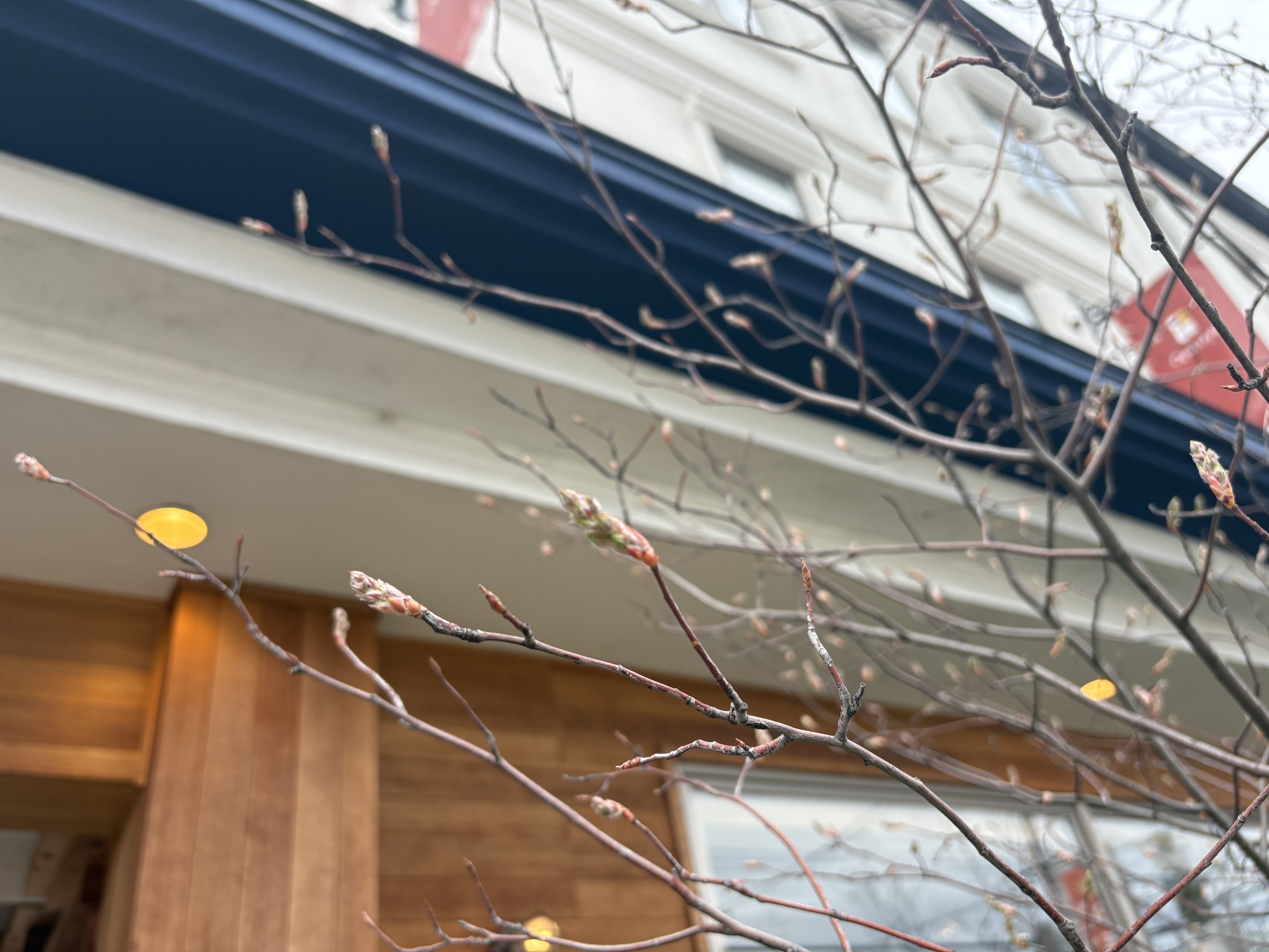 ジューンベリー