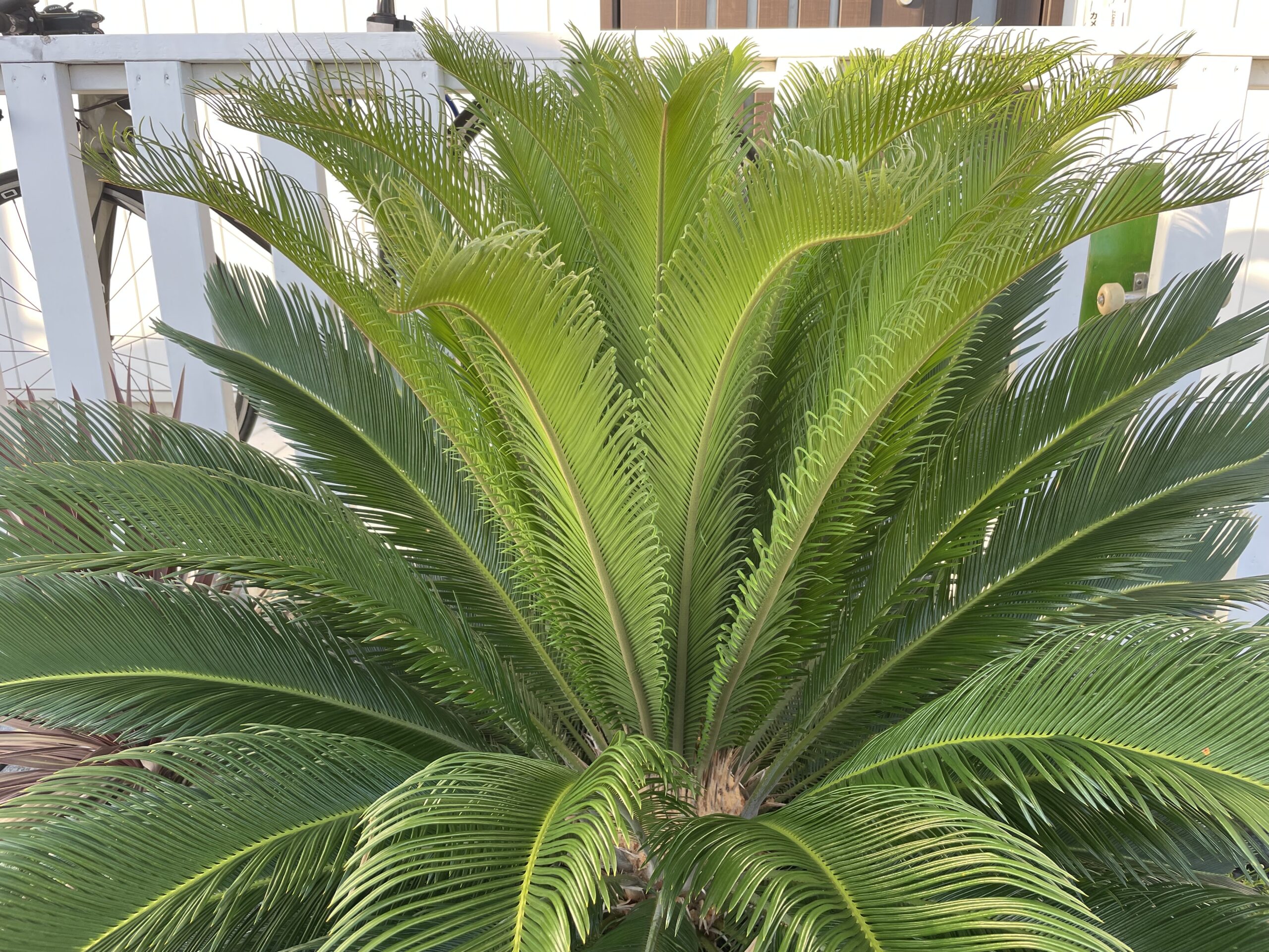 何年かに一度の楽しみ ソテツの新芽