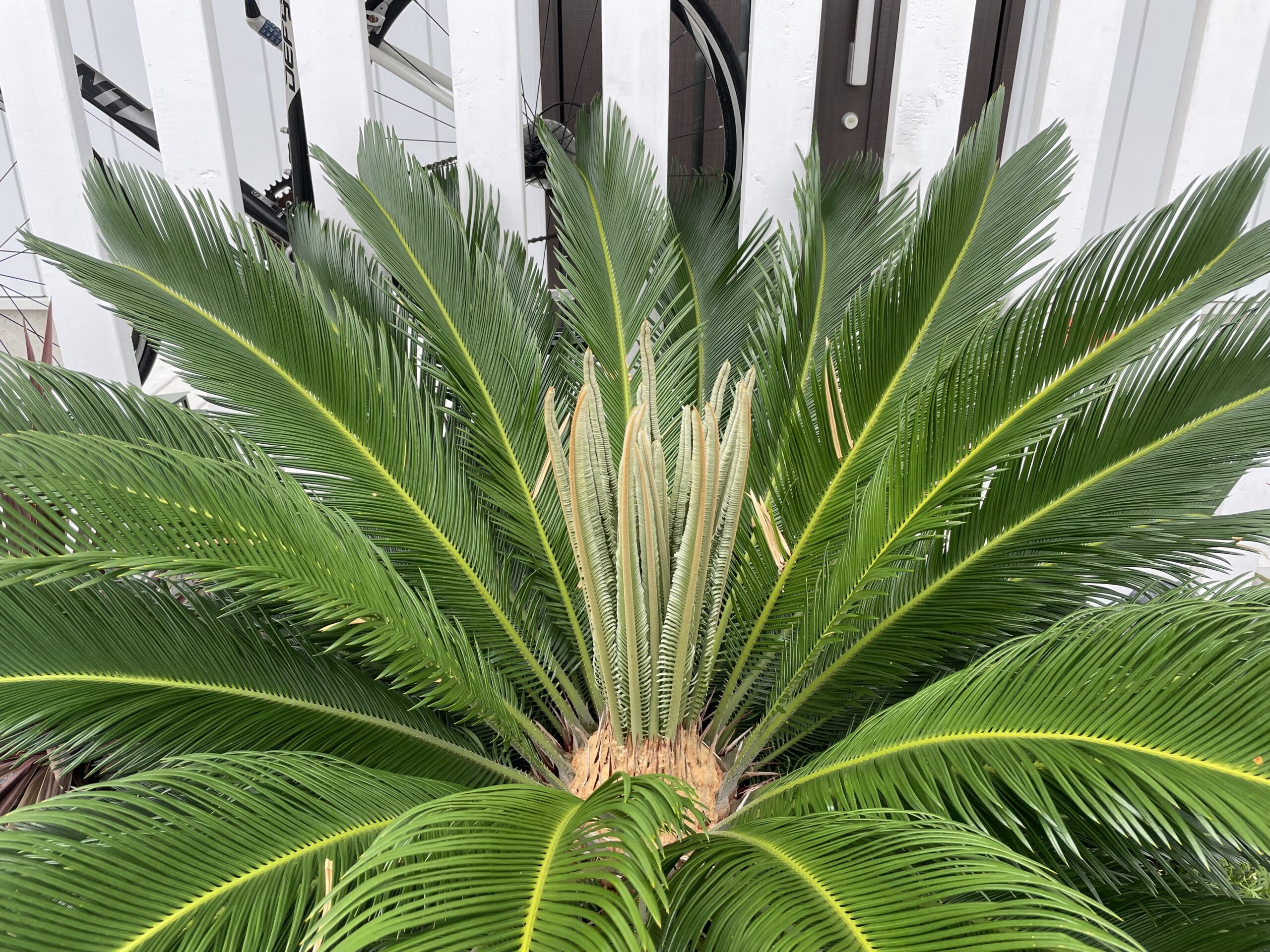 何年かに一度のソテツの新芽